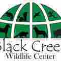 Black Creek Wildlife  Patreon picture