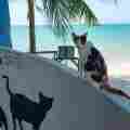 Cat Beach Sanctuary Penang Patreon picture