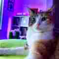 Chillwavekittens Patreon picture