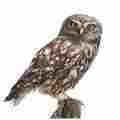 Claire Milligan Bird & Wildlife Artist Patreon picture
