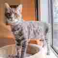 Coast Cat House Patreon picture