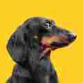 Puppy Jay & Doxie Din  Patreon picture