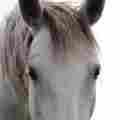 EVANESCENT MUSTANGS Patreon picture