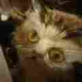 Gatobob Patreon picture