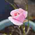 Faith Woven - With Michael Harding Patreon picture