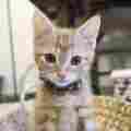 Kitten Academy Patreon picture