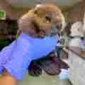 Jane Newhouse Wildlife Rescues Patreon picture