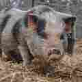 Outsiders Farm & Sanctuary Patreon picture