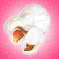 The Pink Patreon Patreon picture