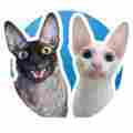 Pixel & Sophie  Patreon picture