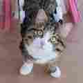 Rexiecat Patreon picture