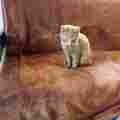 Romania Cat Rescue  Patreon picture