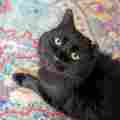 Salem Cat Aid Patreon picture