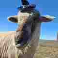 Sheepy Hollow Sanctuary Patreon picture