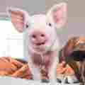 Sisu Refuge Farm Sanctuary Patreon picture