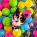 Sugar And Spice Cat Rescue Patreon picture