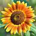 Sunflower Relax Videos Club Patreon picture