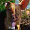 The Arc Animal Sanctuary  Patreon picture