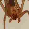 Recluse Patreon picture