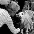 The Maggie Fleming Animal Hospice and The Karass Sanctuary  Patreon picture