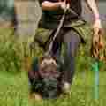 Trailing K9s - Mantrailing Membership Patreon picture