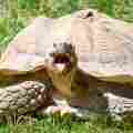 Turtle Pleasure Patreon picture