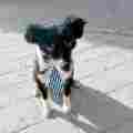 Good Dog Patreon picture