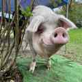 Hampton Hamilton Pigglesworth Patreon picture