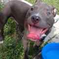Lake Charles Pit Bull Rescue Patreon picture