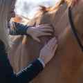 Wolds Equine Massage Continual Professional Development  Patreon Picture
